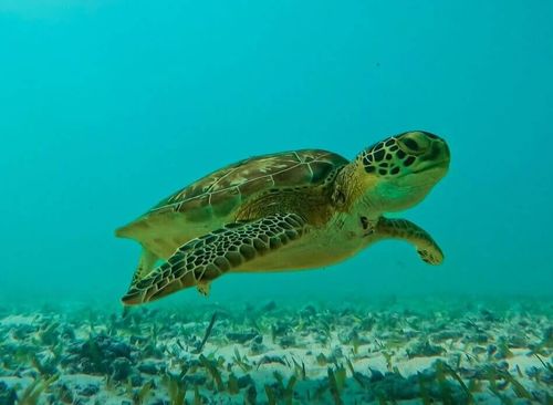 2 Hours Tulum Snorkel: Sea Turtles, Stingrays & Coral Reef