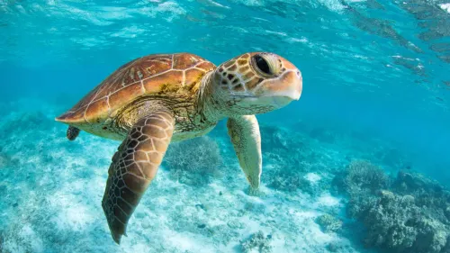 Tulum, Mariposa Cenote & Swim with turtles in Akumal